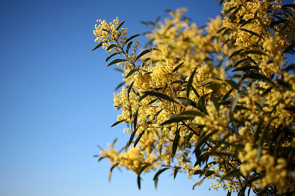 Wattle blooms are seen on the first day of spring, September 1, 2009 in Canberra, Australia. In the Southern Hemisphere, Spring runs from September to November.  (Mark Kolbe/Getty Images)