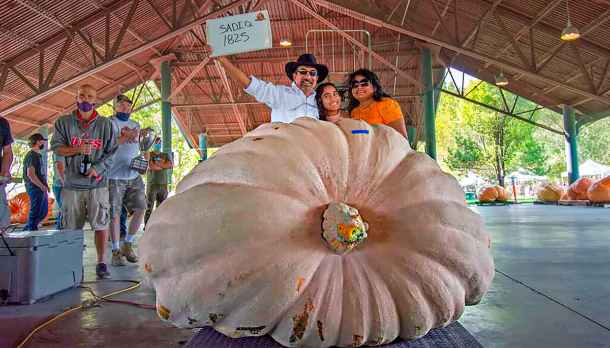 Mohamed Sadiq posing for a photo with his family and his 1,825 pounds (828 kilograms) pumpkin at the 16th Annual UGPG Thanksgiving Point Weigh-Off winning First Place and named the largest pumpkin grown in Utah outside of a greenhouse on Sept. 26, 2020, in Lehi, Utah. (Ryann Seamons via AP)