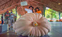 Giant Pumpkins Break Utah State Record at Annual Thanksgiving Point Weigh-Off