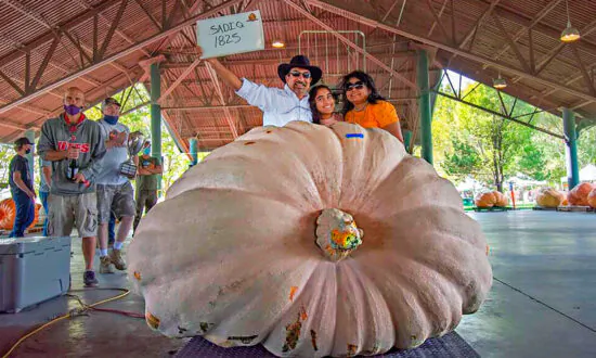 Giant Pumpkins Break Utah State Record at Annual Thanksgiving Point Weigh-Off