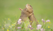 Photographer Captures a Sweet Image of Two Adorable Squirrels Sharing a Hearty Hug