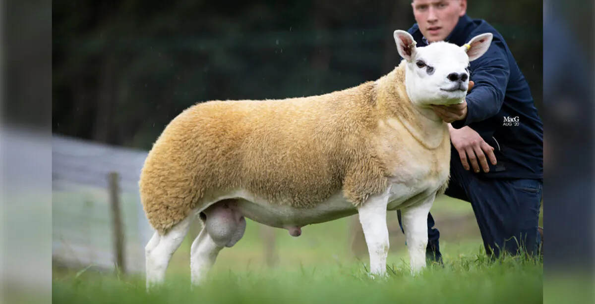 (Courtesy of Catherine MacGregor/Texel Sheep Society)
