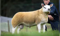 The World’s Most Expensive Sheep Has Just Been Purchased for $490,000 in Scotland