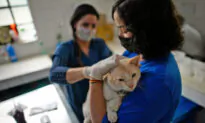 78 Sick, Neglected Cats, Dead Kittens Found Inside Home–Couple Charged With Animal Cruelty