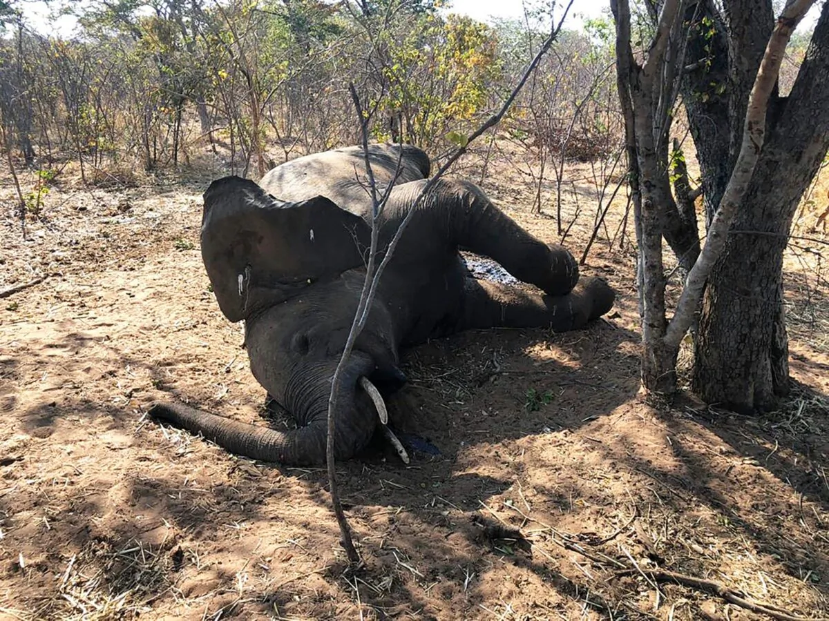 A dead elephant is seen in Hwange National park, Zimbabwe, on Aug. 29, 2020. (AP Photo)