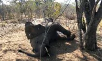 Zimbabwe Investigating Deaths of 22 Elephants, More Expected