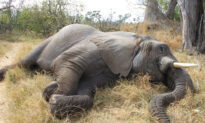 11 Elephants Mysteriously Die in Zimbabwe Forest, Parks Authorities Are Investigating