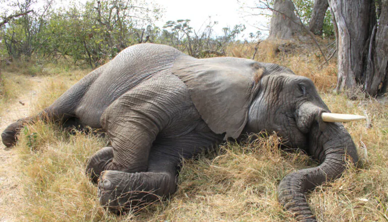 (Illustration - Nora Marie/Shutterstock)