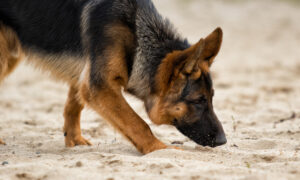 Medications Can Diminish Your Dog's Sense of Smell