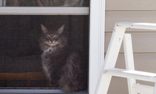 It Isn’t Difficult to Fix Your Own Window/Door Screens