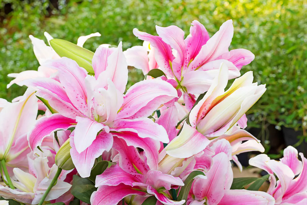 Pink lilies. (Benjamas154/Shutterstock)