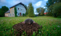 How to Get Rid of Moles