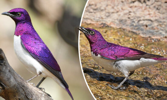 The Spectacular African ‘Amethyst’ Starling Looks Like a Living Gemstone With Wings