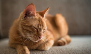 Ask the Vet: Nerve Damage Causes Horner's Syndrome