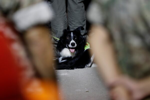 A Chilean rescue dog