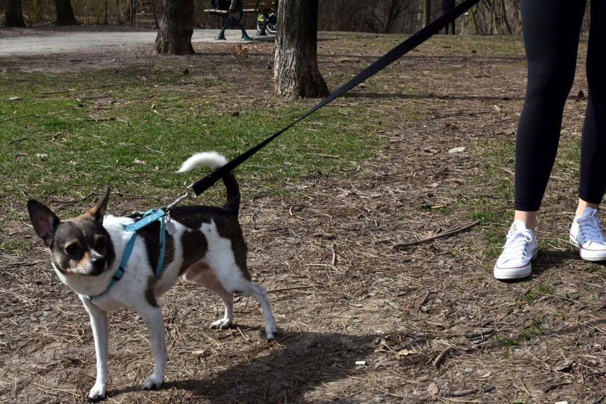 A dog is taken for a walk in Toronto in this recent photo. The Better Business Bureau says puppy scams are growing as fraudsters look to take advantage of lonely pet lovers during the pandemic. (The Canadian Press/Melissa Couto)