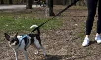 Puppy Fraud on the Rise, as Scammers Play on Pet Lovers’ Isolation Amid Pandemic