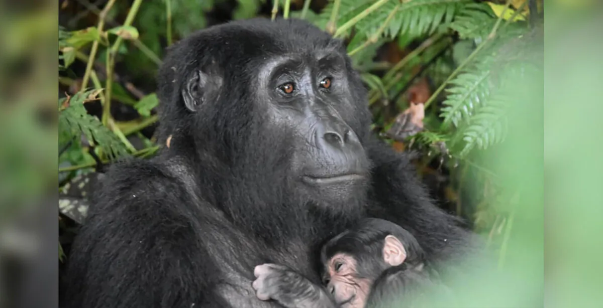 (Courtesy of Uganda Wildlife Authority)