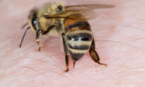 Honeybee Venom Kills Breast Cancer Cells in Lab Setting, ‘Exciting’ New Study Finds