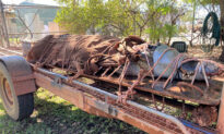 Massive 14-Foot Crocodile Captured at Tourist Spot in Australia’s Northern Territory