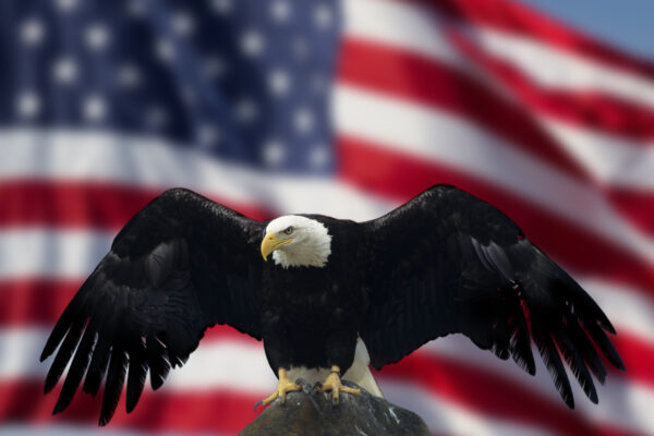 Bald Eagle with Flag United States of America