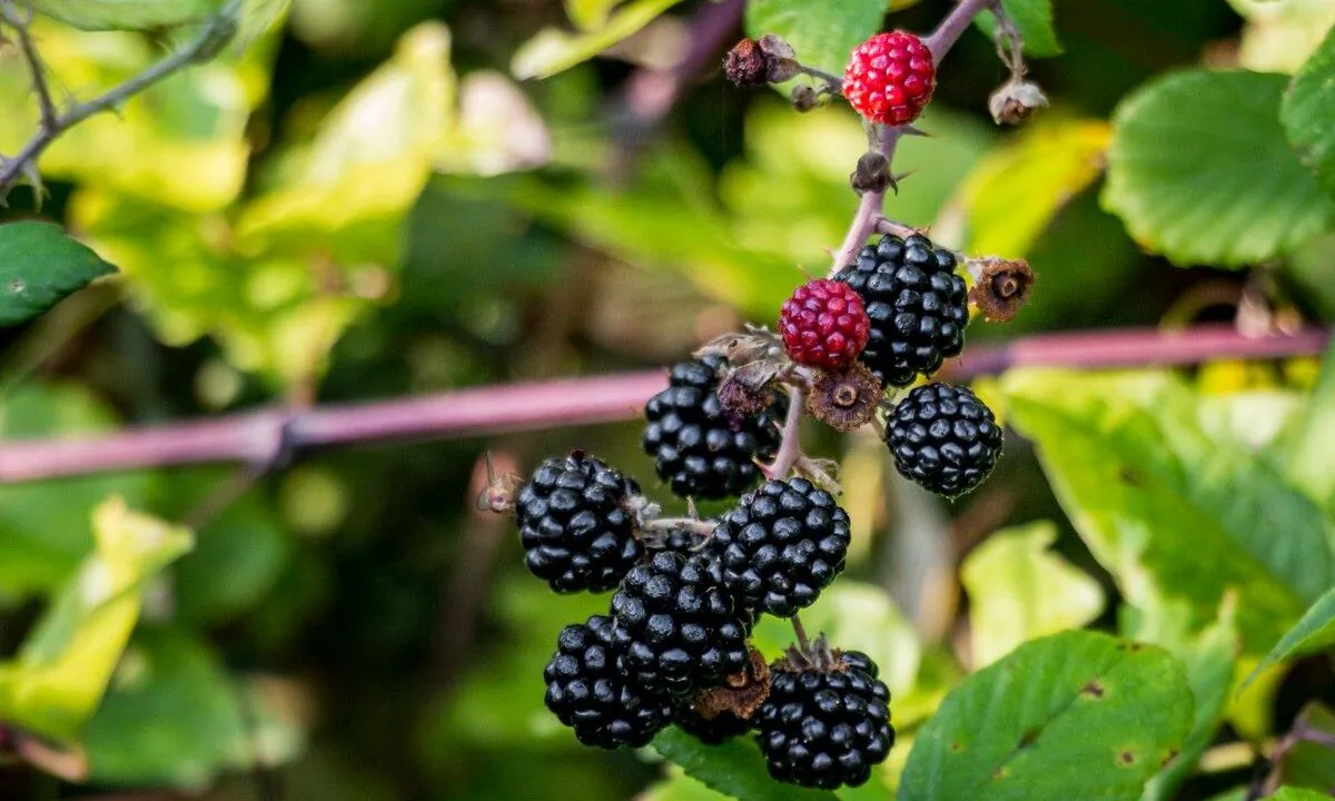 Wild blackberries.