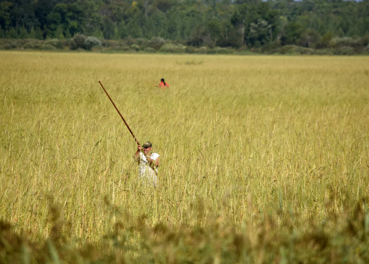 Members of the Leech Lake Band of the Ojibwe Tribe harvest wild rice on Mud Lake, located on the Leech River in Minnesota. USACE photo by George Stringham. (Public Domain)