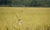 Of Wild Rice and Men