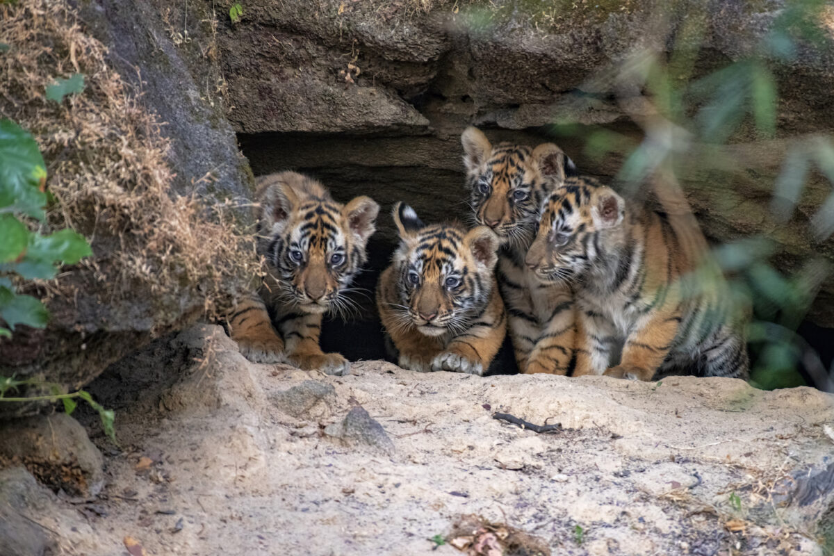 Photographer Captures The Rare Moment Newborn Tiger Cubs Emerge From A Den For The First Time