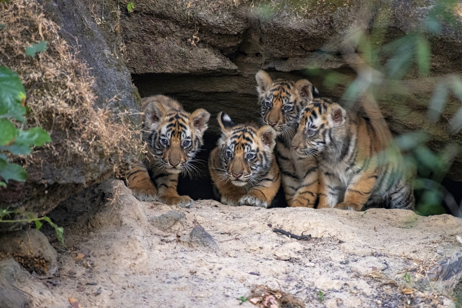 Photographer Captures the Rare Moment Newborn Tiger Cubs Emerge From a