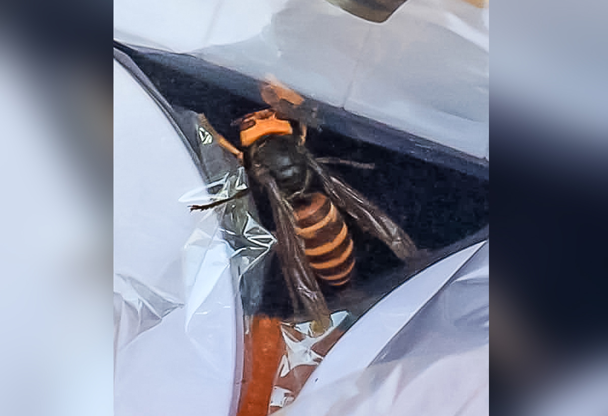 2 More ‘murder Hornets Found In Washington State One Still Alive Scares Diners 2240