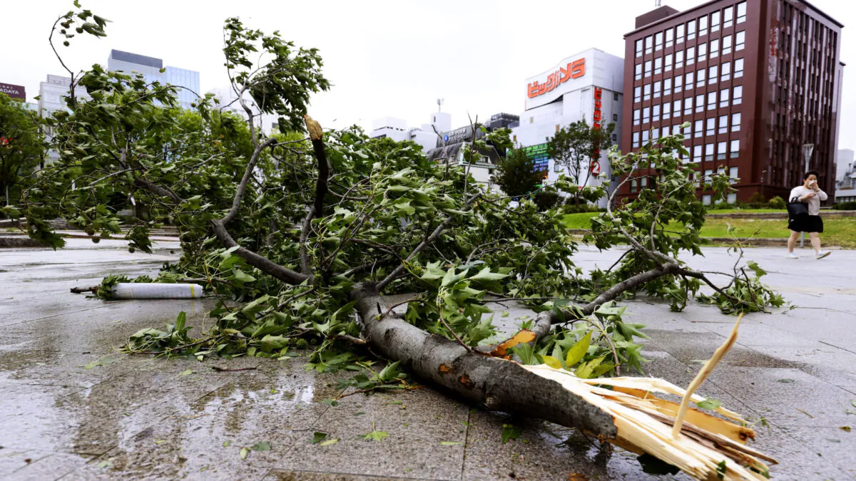 A broken tree lies down after typhoon hit Fukuoka, southwestern Japan on Sept. 7, 2020. (Kyodo News via AP)