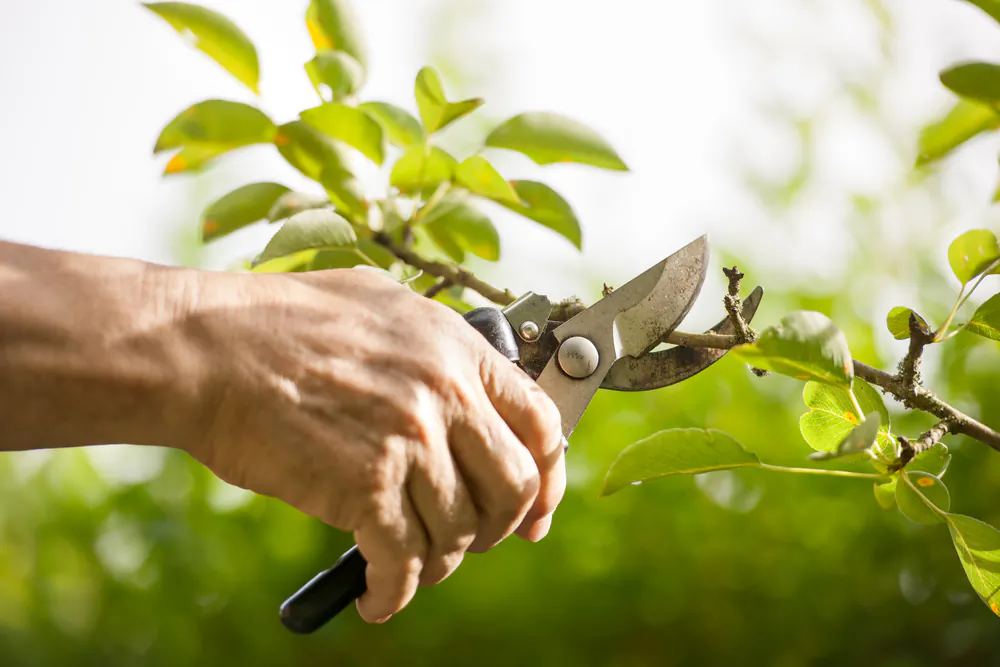 Disease organisms can stick to pruner blades, which then move them from an infected plant to an uninfected one. (Alexander Raths/Shutterstock)