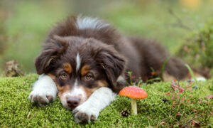 Ask the Vet: Toxic Mushrooms Resemble Harmless Varieties