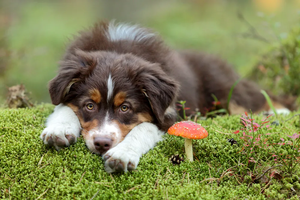 Teach your dogs to "drop it" and "leave it" in case they discover a mushroom before you do. (Ivanova N/Shutterstock)