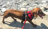 Dog Stranded in the US Amid Lockdown Travels 10,000 Miles Back Home to Australia