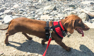 Dog Stranded in the US Amid Lockdown Travels 10,000 Miles Back Home to Australia