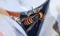 2 More ‘Murder Hornets’ Found in Washington State: One Still Alive Scares Diners