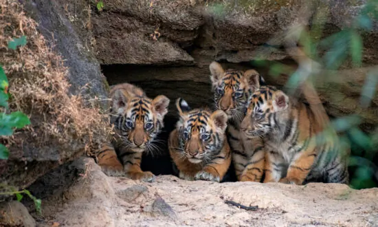 Photographer Captures the Rare Moment Newborn Tiger Cubs Emerge From a Den for the First Time