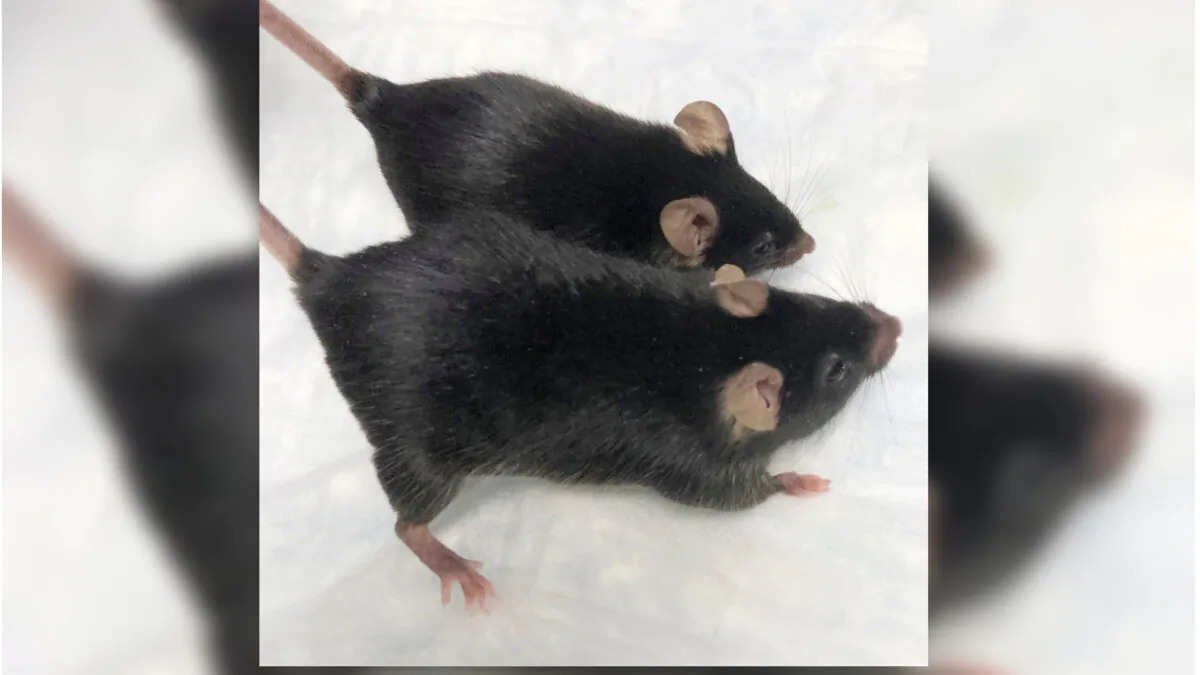 A normal mouse and a “twice-muscled” mouse developed at the The Jackson Laboratory of the University of Connecticut School of Medicine in Farmington, Conn., in August 2020. (Dr. Se-Jin Lee/University of Connecticut School of Medicine via AP)