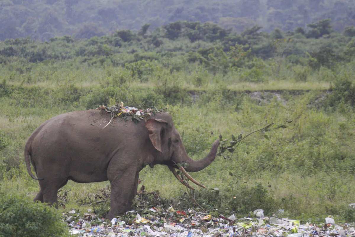 A hungry elephant searches through piles of rubbish for food in West Bengal, India, highlighting the harsh reality of the world’s plastic pollution crisis. (Pranab Das / CATERS NEWS)