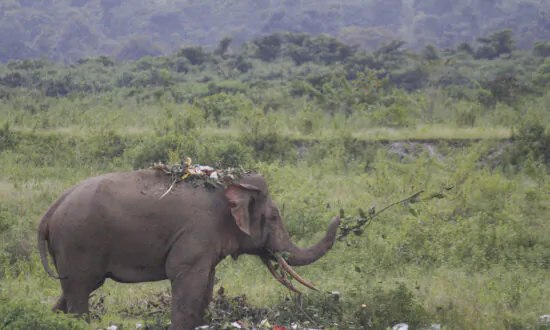 Experts Advocate Eventual End to Single-Use Plastics, but Composites May Be Safe
