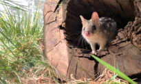 Eastern Quolls Return to Aussie Wildlife Sanctuary After Being 60 Years Extinct From Mainland