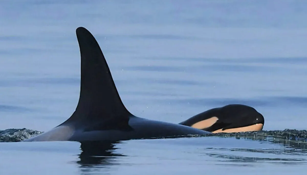 (Courtesy of Katie Jones/Center for Whale Research)