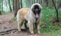 One-Year-Old Pup That Weighs 110 lb Is Mistaken for a Bear on Her Walks in the Forests