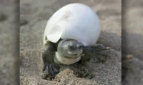 Extremely Rare Burmese Turtle With a ‘Smiling Face’ Coming Back From Near Extinction