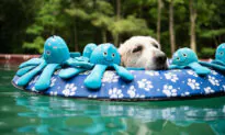 Family Helps Senior Golden Retriever With Terminal Cancer to Live His Bucket List
