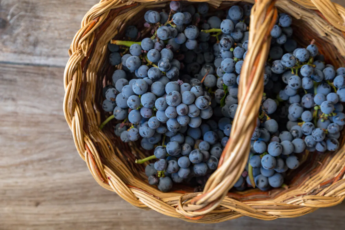 Australian government is looking into why China has delayed importing Australian table grapes for up to 20 days. (Giulia Scarpaleggia)