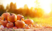 Growing Pumpkins