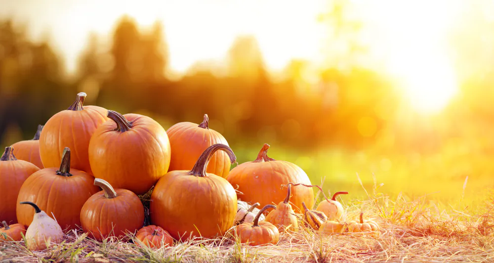 Once harvested, store pumpkins in a cool place. (Romolo Tavani/Shutterstock)